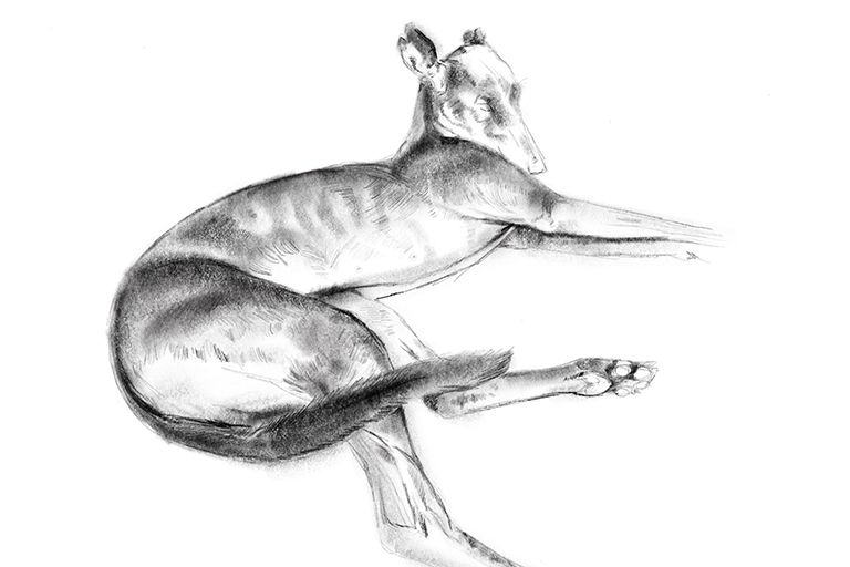 Sketch of Pepper the greyhound