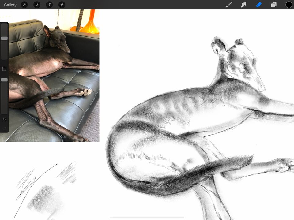 Original photo and sketch of Pepper