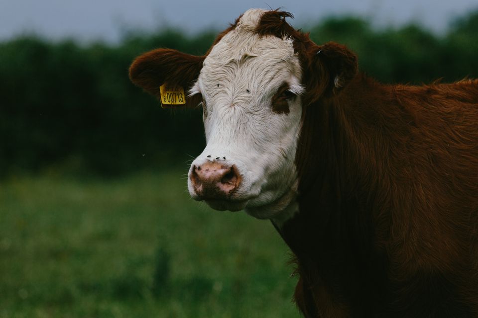 Cow in a field