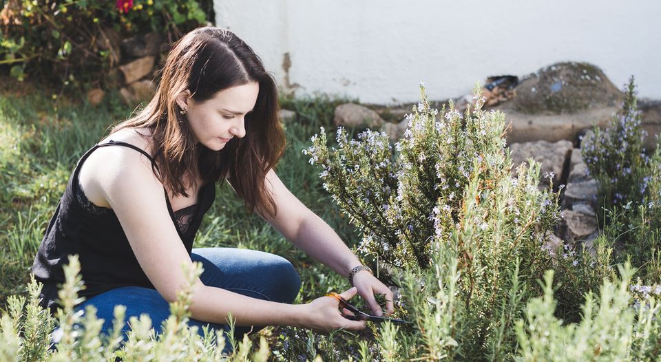 Laura picking rosemary