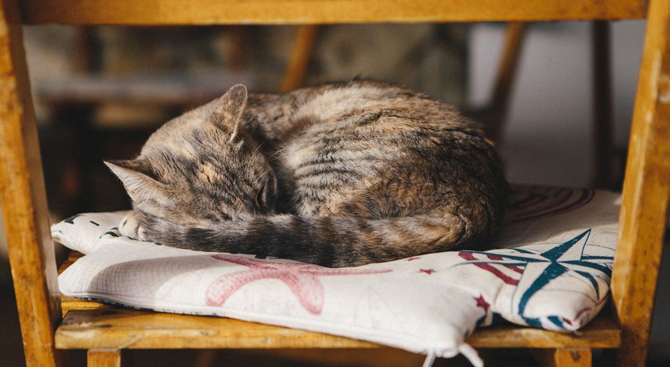 Farm cat asleep on chair