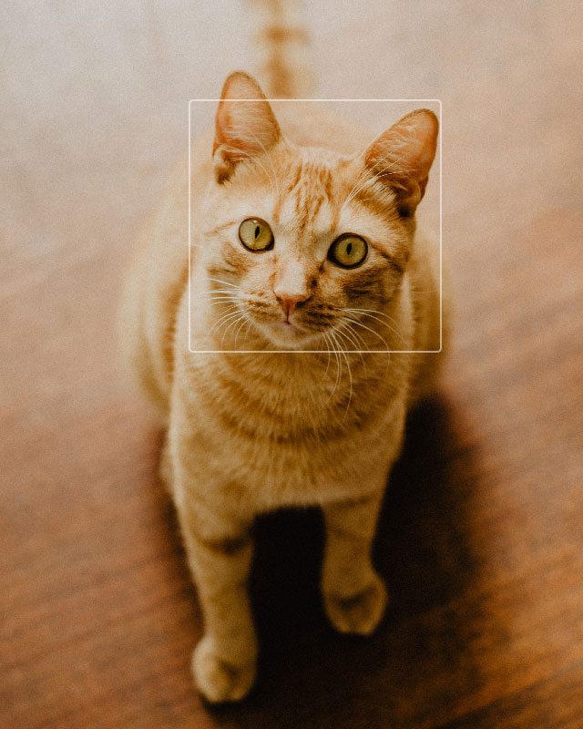 A cat with face detection